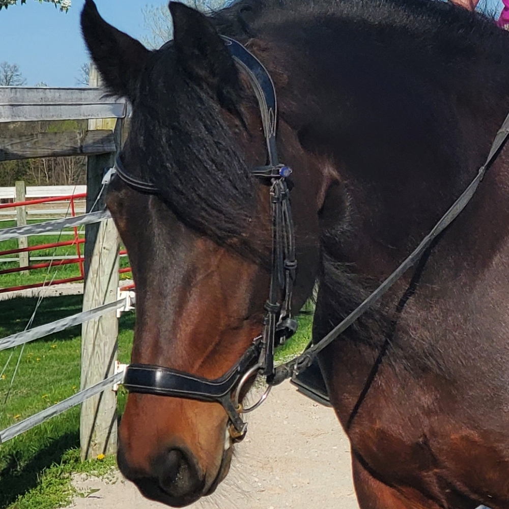 PS of Sweden Pioneer bridle dressage hunter jumper horse bridle black leather